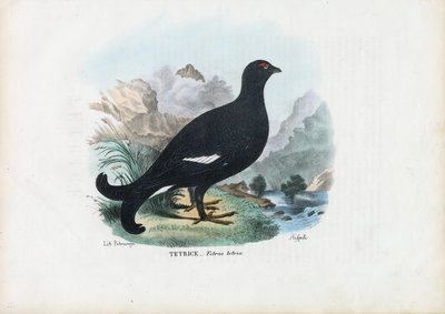 Birkhuhn, 1863-79 von Raimundo Petraroja